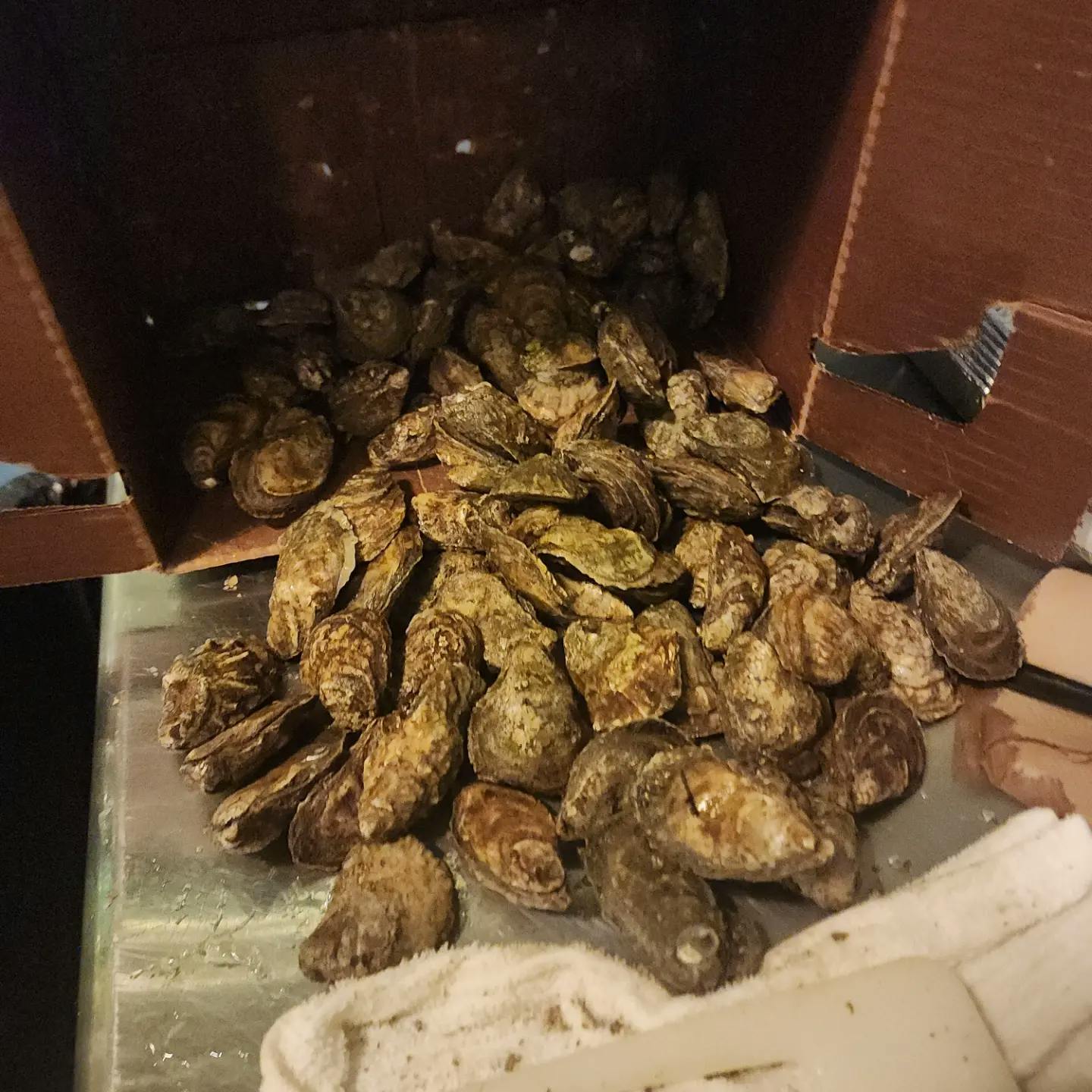 Oyster display