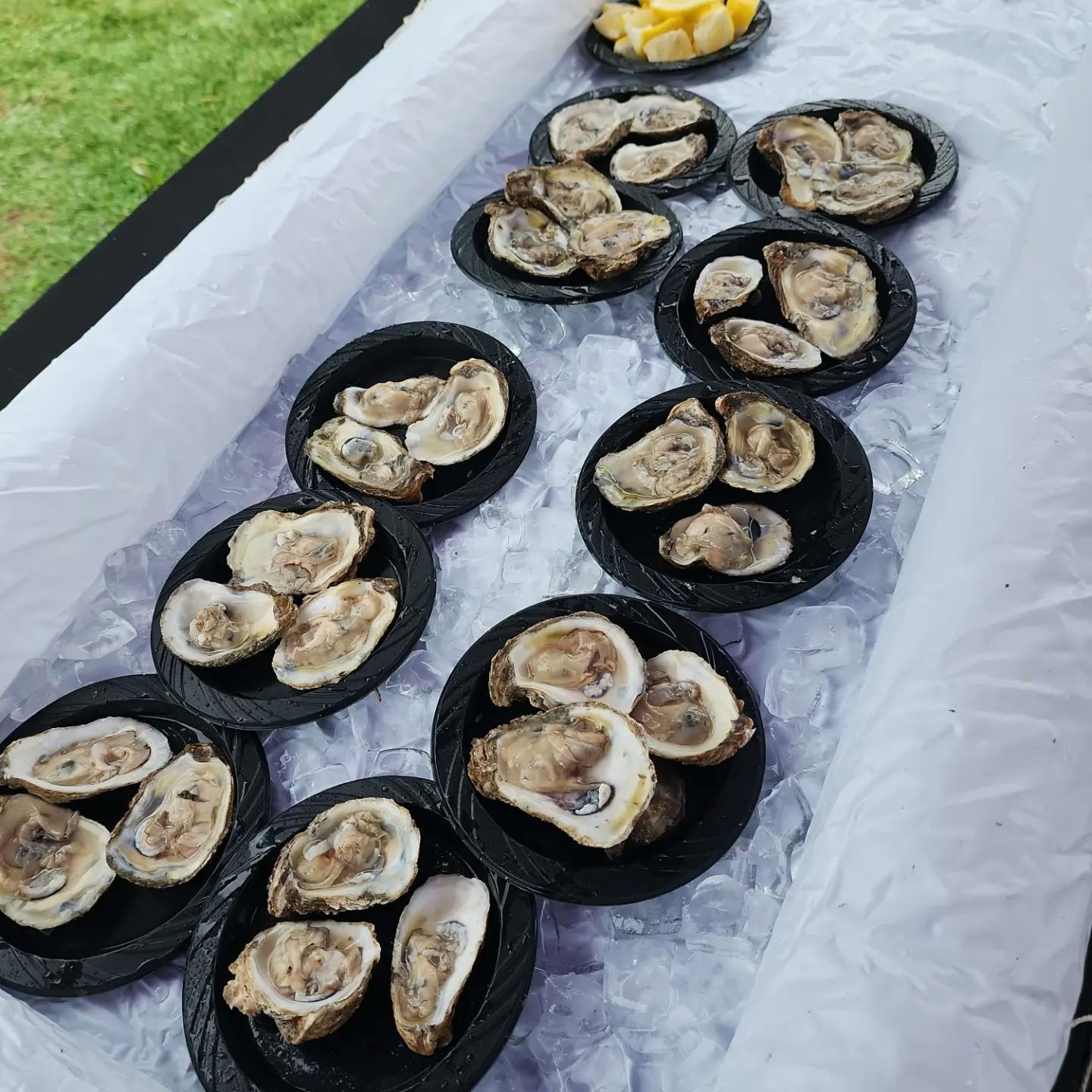 Oyster display